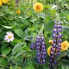 Ein blühendes Beet mit hohen, violetten Lupinen, die sich neben gelben Dahlien und zarten rosa Blüten im Sonnenlicht präsentieren. Ein schöner Anblick, wenn man Lupinen anbauen möchte.
