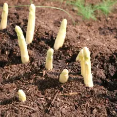 Frisch gestochener weißer Spargel ragt aus dunkler Erde auf einem Spargelfeld.