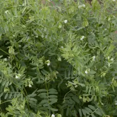 Dichtes grünes Blattwerk mit kleinen weißen Blüten und jungen Schoten. Der Anbau von Linsen zeigt sich hier in voller Pracht.