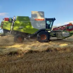 Mähdrescher erntet goldgelbes Feld. Die Frage "wann wird Wintergerste geerntet?" wird hier beantwortet: im Sommer, wenn das Korn reif ist.