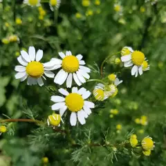 Wilde Kamille blüht mit ihren charakteristischen weißen Blütenblättern und gelben Zentren auf einem grünen Hintergrund.