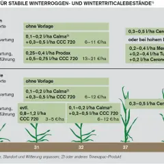 Übersicht zu Wachstumsregler Weizen: Empfehlungen für Winterroggen und Wintertriticale je nach Ertragserwartung und Wasserführung.