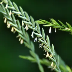Nahaufnahme von Gräsern mit kleinen weißen Blüten. So kann man Quecke erkennen.