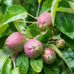 Junge Äpfel am Baum, die auf den Einsatz von Spritzmittel gegen Apfelwickler warten, um vor Schädlingen geschützt zu werden.