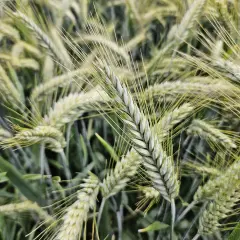 Nahaufnahme von Triticale-Sorten im Feld. Die Ähren sind noch grün und tragen lange Grannen.