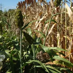 Ein Feld mit reifender Hirse. Die grünen Kolben stehen neben trockenen Halmen, ein Zeichen für den erfolgreichen Anbau.