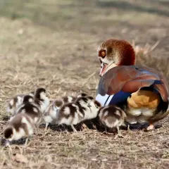 Ägyptische Gans mit Küken in Bayern. Die Nilgans-Jagdzeit ist vorbei, nun genießt die Familie die Frühlingssonne.