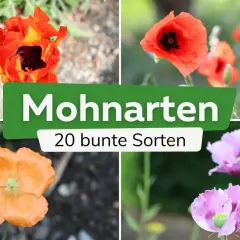 Vier Mohnarten in leuchtenden Farben: Orange, Rot und Rosa. Die Blüten zeigen ihre Vielfalt in voller Pracht.