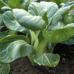 Frisch gewachsener Pak Choi im Beet. Die grünen Blätter und hellen Stiele zeigen, wie gut der Pak Choi angebaut wird.