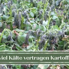 Kartoffelpflanzen mit gefrorenen Blättern, die vom Frost gezeichnet sind. Die Kälte hat den Kartoffeln zugesetzt.