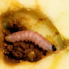 Ein rosafarbener Apfelwickler frisst sich durch einen Apfel. Diese Bilder zeigen das Innere eines Apfels mit einem Schädling.