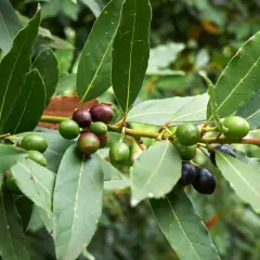 Grüne und dunkle Beeren reifen an einem Lorbeerzweig, bereit zur Ernte.