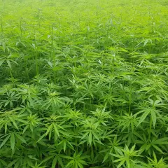 Ein weites Feld mit dicht stehendem, grünem Nutzhanf. Der Nutzhanfpreis pro Tonne ist ein wichtiger Faktor für Landwirte.