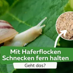 Schnecken auf einem Blatt, daneben ein Kreis mit Haferflocken. Text: "Mit Haferflocken Schnecken fern halten. Geht das?