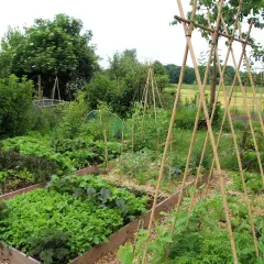 Üppiger bio garten mit Hochbeeten voller Salat, Grünkohl und Bohnen, gestützt von Bambusgestellen.