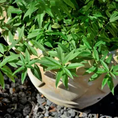 Grüne, duftende Zitronenverbene in einem Terrakotta-Topf, bereit zum Ernten für Tee oder zum Verfeinern von Speisen.
