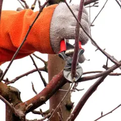 Mit einer Gartenschere wird ein Ast eines Apfelbaums geschnitten.
