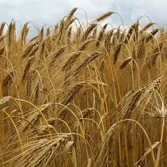 Ein Feld voller reifer Gerste, die Ähren sind goldbraun und hängen leicht. So sieht Gerste aus, bereit zur Ernte.