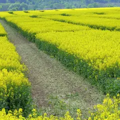 Ein weites Feld mit leuchtend gelben Raps-Sorten, durchzogen von einem Feldweg. Im Hintergrund grüne Hügel.