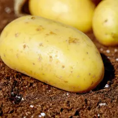 Frische, gelbe Kartoffeln liegen auf dunkler Erde. Sie sind bereit für die Aussaat, vielleicht mit Kalkstickstoff gedüngt für ein gesundes Wachstum.
