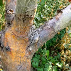 Ein alter Apfelbaum mit einem Pilz am Stamm. Die Rinde ist rissig und orange-braun, ein Ast ist abgebrochen.
