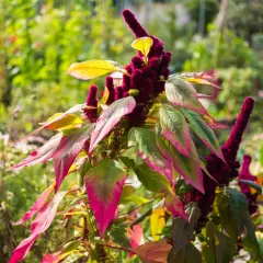 Ein Amaranth-Strauch mit tiefroten Blütenständen und grün-pinken Blättern im Garten. Amaranth anbauen ist eine Freude für jeden Gärtner.