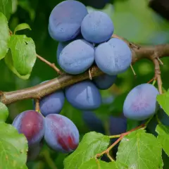Reife Zwetschgen hängen an einem Ast. Verschiedene Zwetschgen sorten zeigen ihre blauen und rötlichen Farben.
