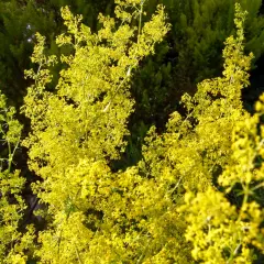 Ein Meer aus winzigen gelben Blüten, das gelbes Labkraut, wie ein leuchtender Teppich im grünen Garten.