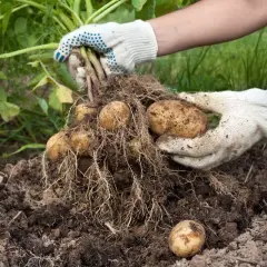 Hände in Handschuhen ernten frisch aus der Erde frisch geerntete Kartoffeln. Das Ergebnis von viel Arbeit, Kartoffeln anbauen.