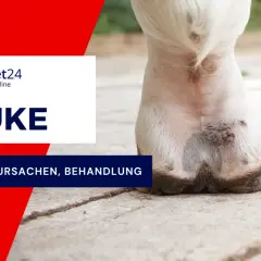 Nahaufnahme eines Pferdebeins mit Anzeichen von Mauke. Informationen zu Symptomen, Ursachen und Behandlung der Mauke bei Pferden.