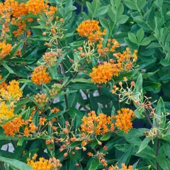 Leuchtend orange Blütenstände der Seidenpflanze, die trotz ihres Verbots in manchen Regionen Bienen anlocken.