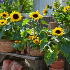 Sonnenblumen anbauen: Mehrere sonnige Sonnenblumen in Körben und Töpfen auf einer Holzbank, umgeben von anderen Blumen und Terrakotta-Töpfen.