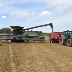 Mähdrescher erntet Raps auf einem Feld.