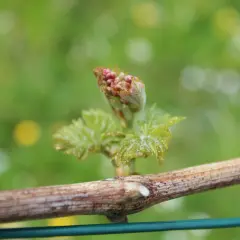 Junge Weinrebe mit Triebspitze und Blättern. Kleine rote Knospen deuten auf eine mögliche Schwarzfleckenkrankheit der Weinrebe hin.