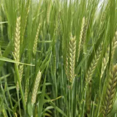 Nahaufnahme von grünen Gerstenähren, die auf einem Feld wachsen. Verschiedene winterbraugerste sorten sind hier zu sehen, bereit für die Ernte.