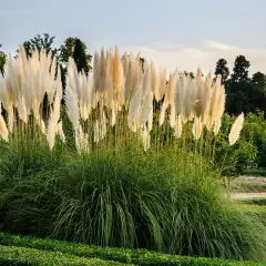 Hohes, flauschiges Pampasgras im Vorgarten, das im Abendlicht leuchtet. Dahinter grüne Bäume und ein blauer Himmel.