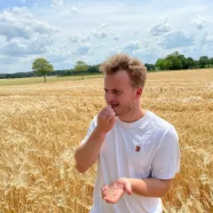 Mann im Feld, der Getreidekörner in der Hand hält und sie betrachtet. Er versucht, das Getreide zu erkennen.