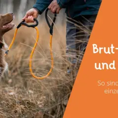 Brauner Hund wartet auf Kommando. Text: Brut- und Setzzeit und Leinenpflicht NRW.