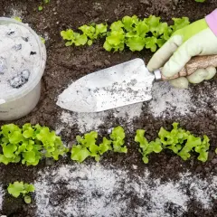 Gartenarbeit mit Asche im Garten: Eine Hand in einem grünen Handschuh hält eine kleine Schaufel, die mit Asche bedeckt ist. Daneben steht ein Eimer voller Asche. Junge Salatpflanzen wachsen im Boden.