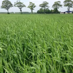 Ein weites Feld mit jungem Sommerweizen, das auf eine erfolgreiche Aussaat hoffen lässt. Bäume und ein Gebäude säumen den Horizont.