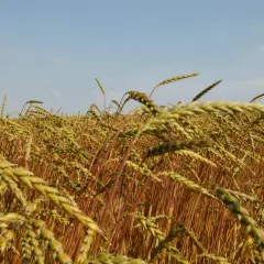 Ein Feld mit reifem Dinkel im Sonnenschein. Der Dinkelanbau verspricht eine reiche Ernte.