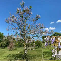 Blauglockenbaum verboten, warum? Dieser Baum blüht wunderschön, aber seine Ausbreitung ist problematisch.