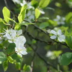 Zarte weiße Blüten und grüne Blätter an einem Ast. Die Schlehe pflanzen ist eine Freude im Frühling.