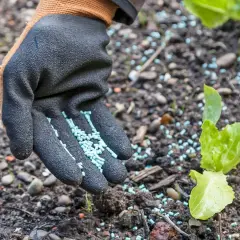 Gärtner streut Schneckenkorn um junge Salatpflanzen. So wirkt Schneckenkorn: Es schützt die zarten Blätter vor gefräßigen Schnecken.