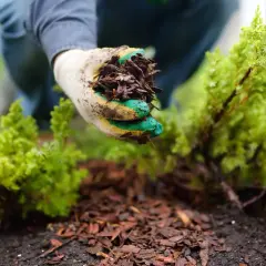 Gartenarbeit: Eine Hand mit Handschuh hält Rindenmulch für das Mulchen mit Stroh um eine kleine grüne Pflanze.