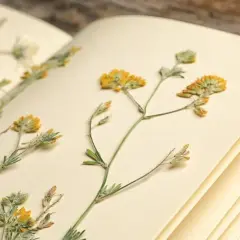 Ein offenes Buch zeigt sorgfältig getrocknete, gelbe und grüne Kräuter. Ein Herbarium mit gepressten Pflanzen, die auf den Seiten liegen.