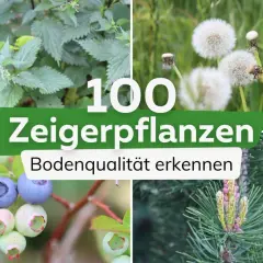 100 Zeigerpflanzen: Brennnessel, Löwenzahn, Blaubeeren und Kiefernzapfen zeigen Bodenqualität.
