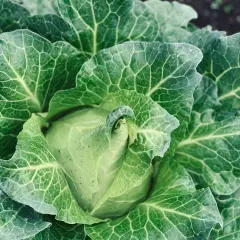 Nahaufnahme eines grünen Spitzkohls im Garten. Die Blätter sind groß, wellig und von feinen Adern durchzogen. So sieht spitzkohl aus.