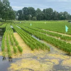 Reisfelder in Deutschland: Grüne Sprossen wachsen in sorgfältig angelegten Reihen, umgeben von Wasser und gelben Algen.
