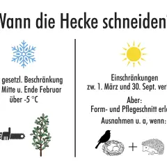 Hecke schneiden verboten vom 1. März bis 30. Sept. wegen Vogel- und Igelnestern. Form- und Pflegeschnitte sind erlaubt.